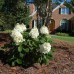 Саженцы Гортензии "Беби лейс": цена и описание сорта